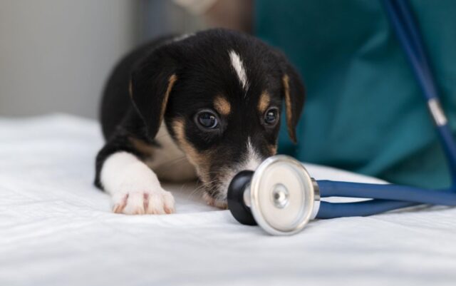 Casi_la_mitad_de_los_perros_y_los_gatos_en_Espana_padece_alguna_patologia.jpg