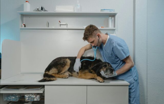 Una_microbiota_sana_podria_ayudar_a_mejorar_la_calidad_de_vida_de_perros_y_gatos_con_ciertas_patologias.jpg