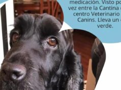 Teddy, el perro robado en Alzira, sigue sin aparecer: vecinos y drones buscan sin descanso