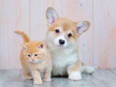 La guía Puppy & Kitten de Advance ayuda a los pet-parents en el cuidado de cachorros
