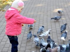 Dar pan a palomas en Alzira puede costarte casi medio sueldo: “Hay cosas más importantes”