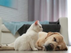 Alta incidencia de trastornos gastrointestinales en perros y gatos en España