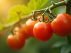 Ninguna empresa marroquí de tomates cherry incumple normativa europea de etiquetado según expertos