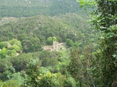 La Generalitat reduce un 68% la población de jabalíes en el Paraje Natural de la Murta