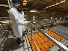 Las exportaciones agroalimentarias de la Comunitat Valenciana aumentan un 8,7% en el primer semestre de 2025