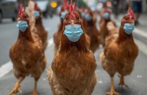 Gripe aviar en Alzira: todo sobre la enfermedad y la subida del pollo y los huevos en la localidad