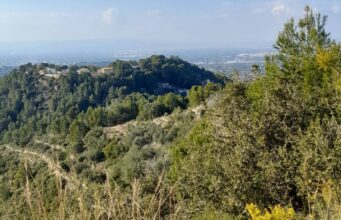 Alzira recibe más quejas que nunca por tierras sin cuidar