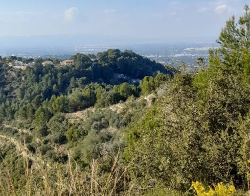 Alzira recibe más quejas que nunca por tierras sin cuidar