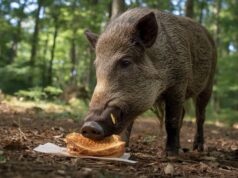 España confirma un brote de peste porcina africana y casos esporádicos de gripe porcina