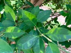 Investigadores del IVIA crean una guía para la vigilancia de plagas en cítricos en la UE