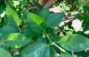 Investigadores del IVIA crean una guía para la vigilancia de plagas en cítricos en la UE