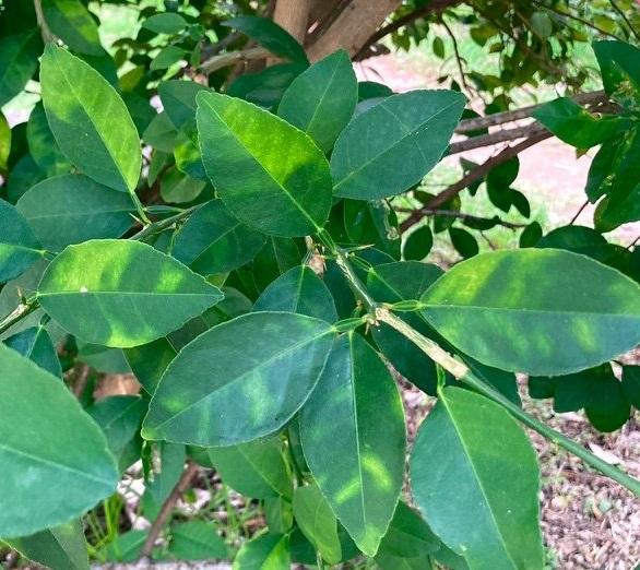 Investigadores del IVIA crean una guía para la vigilancia de plagas en cítricos en la UE