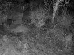 Alzira entra en fase crítica por la expansión de jabalíes