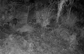 Alzira entra en fase crítica por la expansión de jabalíes