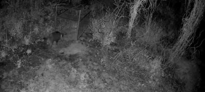 Alzira entra en fase crítica por la expansión de jabalíes