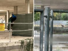 Un pavo real reina en el instituto ‘fantasma’ de Alzira