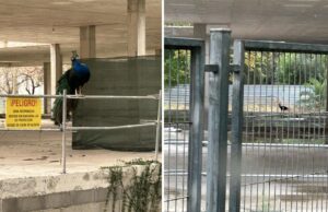 Un pavo real reina en el instituto ‘fantasma’ de Alzira