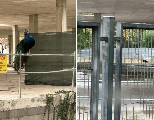 Un pavo real reina en el instituto ‘fantasma’ de Alzira