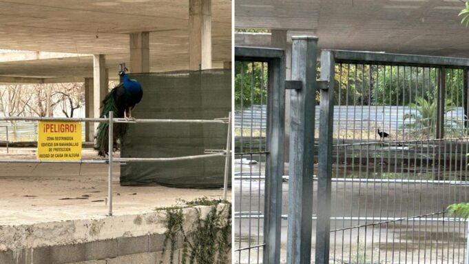 Un pavo real reina en el instituto ‘fantasma’ de Alzira