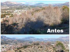Retiro de pinos secos en la Serra Gelada para minimizar riesgos ambientales en l’Alfàs del Pi