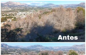 Retiro de pinos secos en la Serra Gelada para minimizar riesgos ambientales en l’Alfàs del Pi
