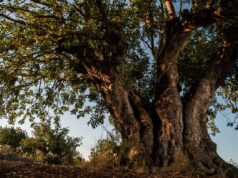 Valencia albergará el EFI Mediterranean Network Forum para fortalecer la gestión forestal científica