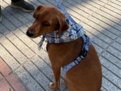 Alzira busca unas Fallas sin sobresaltos para las mascotas