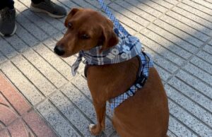 Alzira busca unas Fallas sin sobresaltos para las mascotas