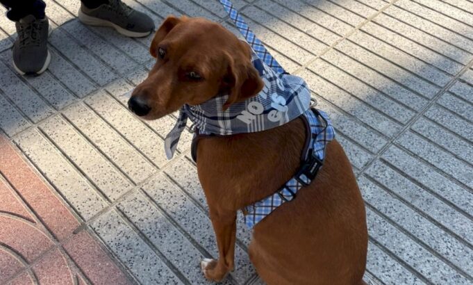 Alzira busca unas Fallas sin sobresaltos para las mascotas