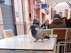 Alzira pone fin a una escena que desesperaba en sus terrazas