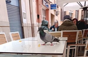 Alzira pone fin a una escena que desesperaba en sus terrazas