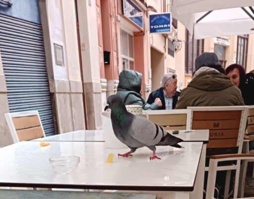 Alzira pone fin a una escena que desesperaba en sus terrazas