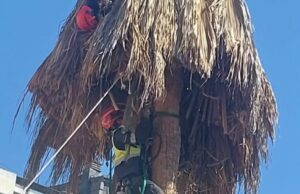 VÍDEO | Un operario sufre una parada en lo alto de una palmera en Valencia