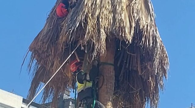 Captura de pantalla 2026-03-25 151905