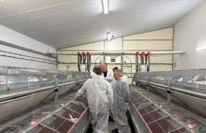 El Consell de Valencia destina 350.000 euros en ayudas para el sector cunícola