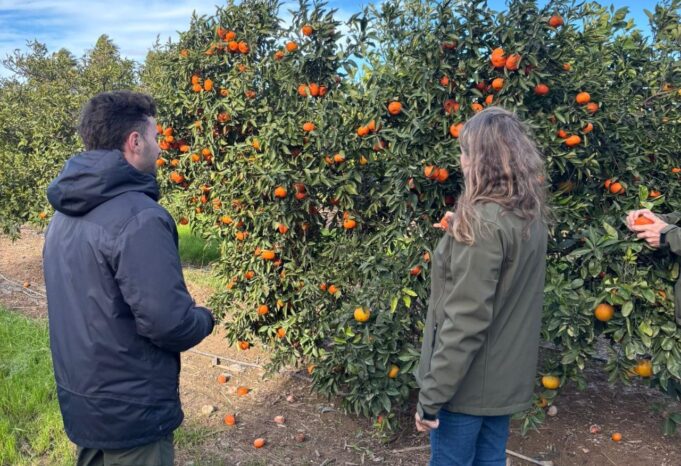 Financiación de una herramienta innovadora para optimizar cultivos de cítricos en la Comunidad Valenciana