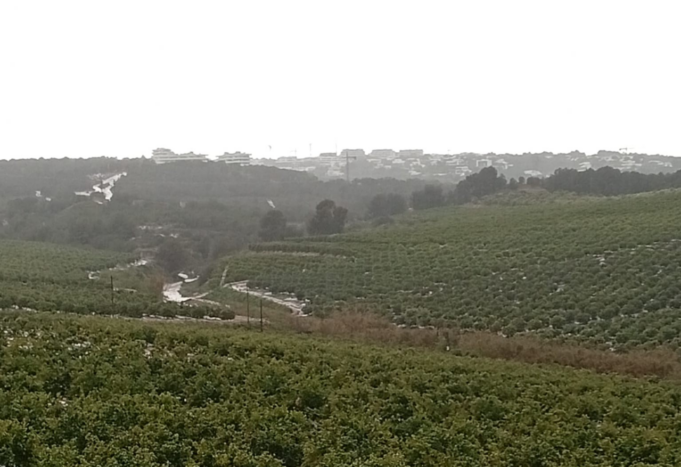 La Generalitat lleva a cabo la eliminación de caña invasora en Sierra Escalona para proteger especies en peligro