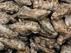 El mercado urbano impulsa el crecimiento del sector de las ostras