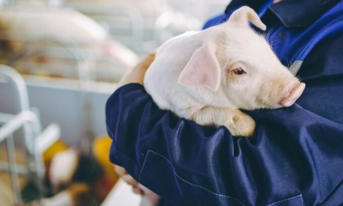 TÜV SÜD valida el cumplimiento ambiental de granjas porcinas murcianas