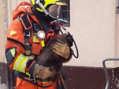 Cinco mascotas, atrapadas en un incendio en Alzira: así fue el rescate