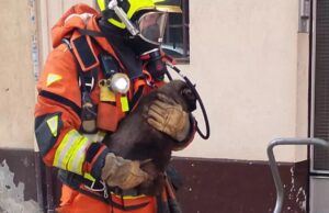 Cinco mascotas, atrapadas en un incendio en Alzira: así fue el rescate