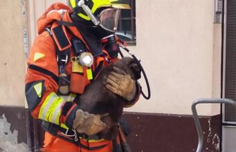 Cinco mascotas, atrapadas en un incendio en Alzira: así fue el rescate