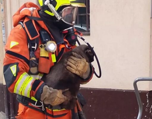 Cinco mascotas, atrapadas en un incendio en Alzira: así fue el rescate