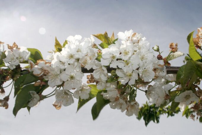 La Conselleria de Agricultura se une a la UJI para controlar la plaga de la mosca de alas manchadas en cerezas