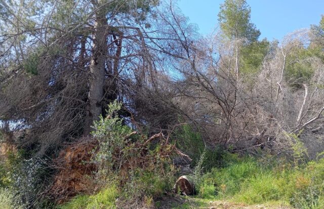 La_Generalitat_de_Valenciana_inicia_la_retirada_de_pinos_secos_en_el_parque_natural_del_Turia_en_Vilamarxant.jpg
