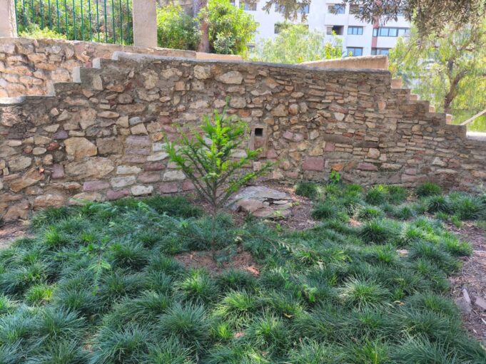 Colaboración entre la Generalitat y el Ayuntamiento de València para la recuperación del tejo en los Jardines del Real