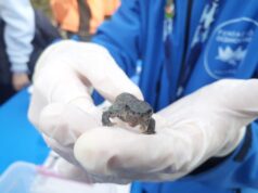 La Generalitat Valenciana impulsa la reintroducción de gallipatos por parte de estudiantes para proteger esta especie amenazada