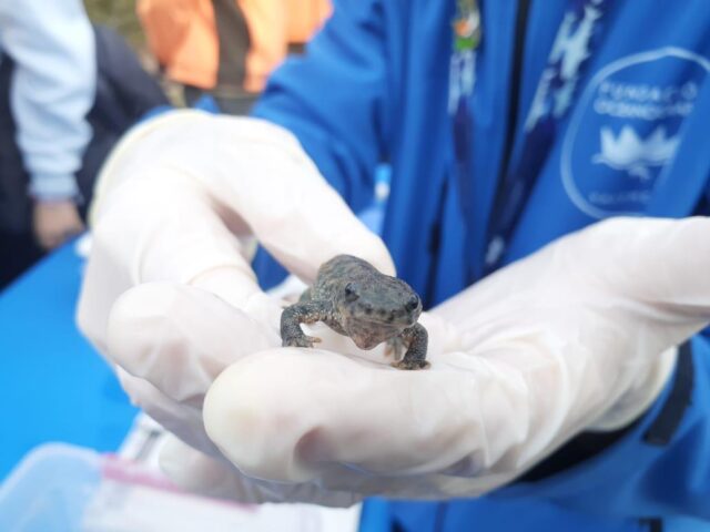 La_Generalitat_Valenciana_impulsa_la_reintroduccion_de_gallipatos_por_parte_de_estudiantes_para_proteger_esta_especie_amenazada.jpg