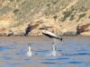La Generalitat confirma la presencia continua de seis especies de cetáceos en aguas valencianas