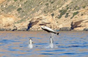 La Generalitat confirma la presencia continua de seis especies de cetáceos en aguas valencianas